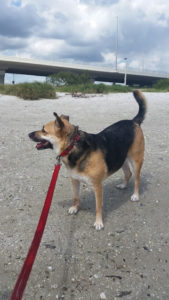 Belleair-Causeway-dog-beach-Payton