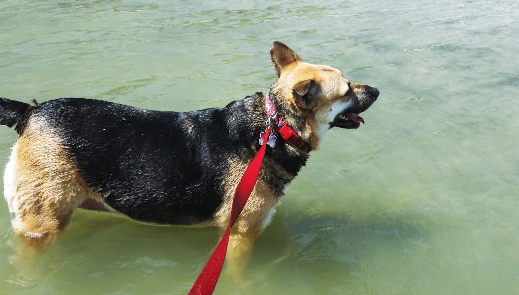 payton-at-the-belleair-causeway-dog-beach