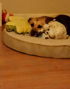 Payton-and-her-stuffed-animals