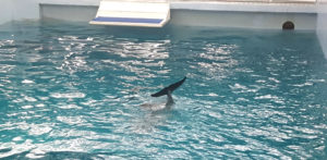 Clearwater Marine Aquarium Hope's tail